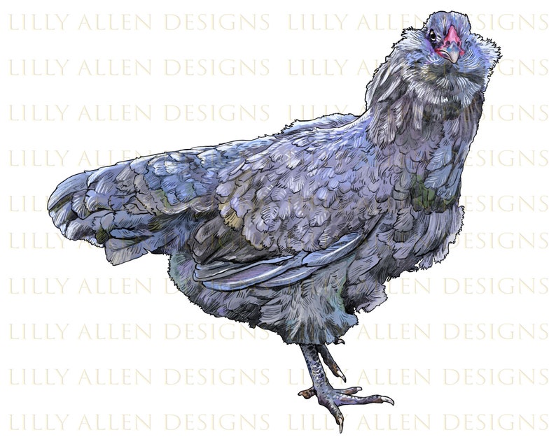 Ameraucana Chicken Png, Chicken Png, Chicken Sublimation Design ...