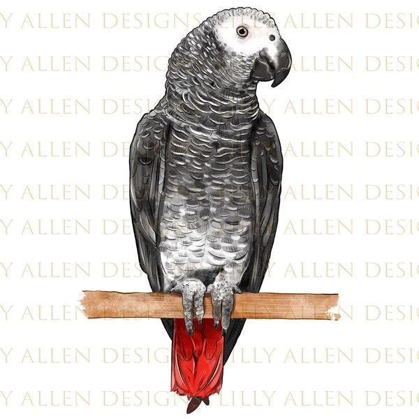 African Gray Parrot Bird Png Sublimation Design, Hand Drawn Bird Png, Parrot Png, Bird Png, Parrot Portrait Png, Bird Png Digital Download