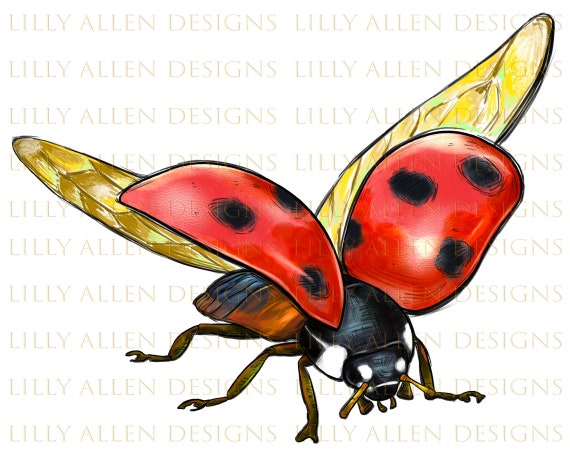 Ladybug PNG File - PNG All