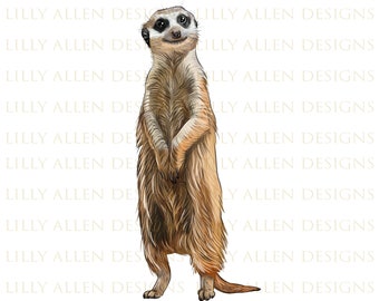 Meerkat Illustrations Png Digital Download, Meerkat Sublimation Png, Printable Meerkat Png Image For Wall Art, Decoration Design, Download