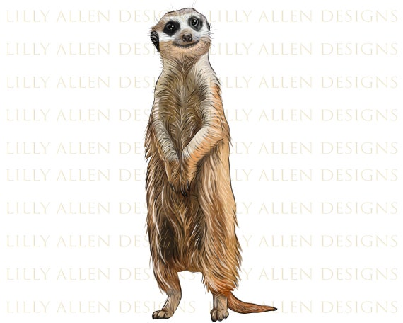 Meerkat Illustrations Png Digital Download Meerkat - Etsy