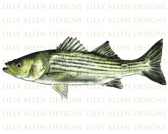 Striped Bass Png, Fish Png Sublimation, Bass Clipart, Fish Png, Hand Drawn  Fish Png, Fish Portrait Png, Sea Animals Png, Bass Png Downloads