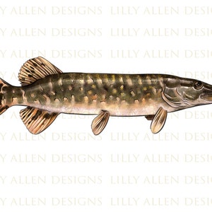 Northern Pike Fish Illustrations Png Digital Download,Fish Sublimation Png,Printable Fish Png Image For Wall Art,Decoration,Crafts,Decoupage