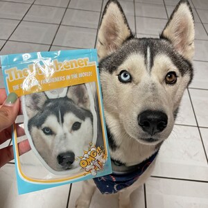 K&ouml;nnte beinhalten: Ein wei&szlig;er und grauer Husky mit blauen und braunen Augen schaut in die Kamera. Der Hund tr&auml;gt ein blaues Bandana mit wei&szlig;en Sternen. Der Hund h&auml;lt einen wei&szlig;en Auto-Lufterfrischer mit einem Bild eines Husky-Hundes darauf. Der Lufterfrischer tr&auml;gt den Text "The Freshener... The best car fresheners in the world!" und "OMG!" darauf.