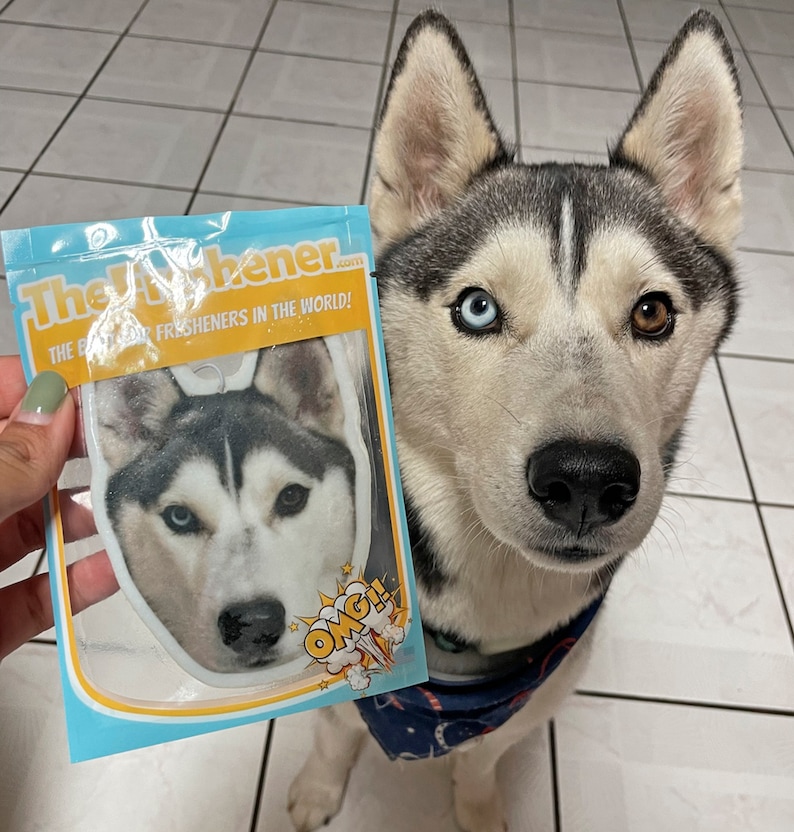 K&ouml;nnte beinhalten: Ein wei&szlig;er und grauer Husky mit blauen und braunen Augen schaut in die Kamera. Der Hund tr&auml;gt ein blaues Bandana mit wei&szlig;en Sternen. Der Hund h&auml;lt einen wei&szlig;en Auto-Lufterfrischer mit einem Bild eines Husky-Hundes darauf. Der Lufterfrischer tr&auml;gt den Text "The Freshener... The best car fresheners in the world!" und "OMG!" darauf.