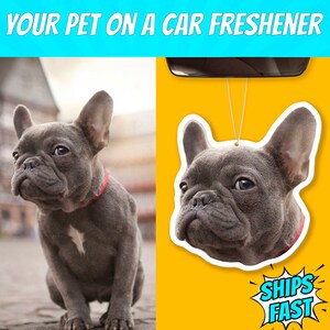 Puede incluir: Un bulldog franc&eacute;s gris aparece en un ambientador de coche blanco. El ambientador cuelga de un espejo retrovisor. El texto "SHIPS FAST" est&aacute; en un bocadillo de di&aacute;logo rojo, blanco y azul.