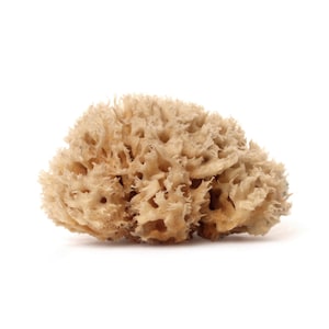 THE SÓMA SPONGE - 100% Natural Wool Sea Sponge - Bath & Shower