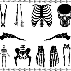 SKELETON PARTS SVG, Scheletro in formato SVG, Parti di scheletro PNG, Halloween in formato SVG, Cricut Cut Files, Skeleton Cut Files, Skeleton Bones Clipart in formato SVG