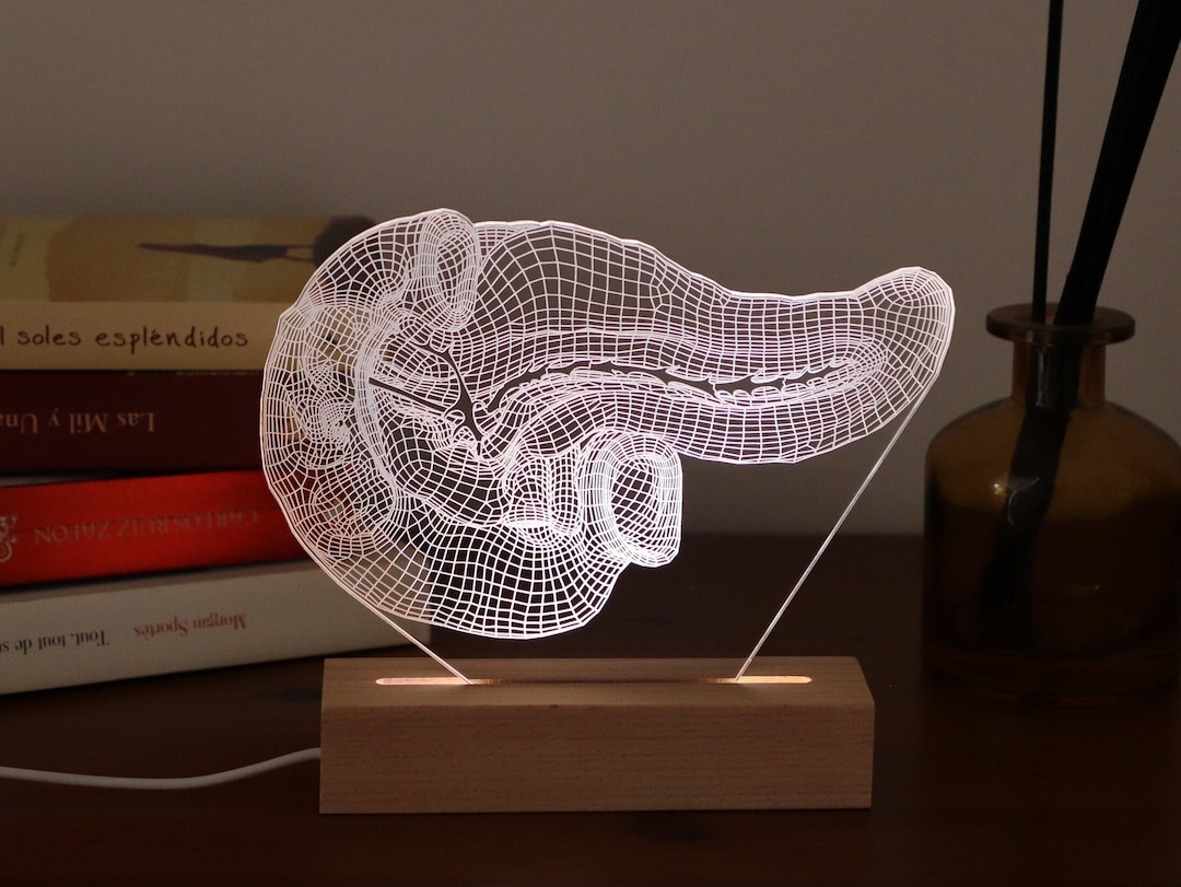 Personalized Pancreas LED Lamp: Gastroenterologist Gift, Medical Office ...