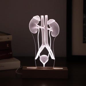 Lampada a LED per urologi - Luce personalizzata per le vie urinarie, regalo personalizzato per urologi, regalo di laurea per studenti di medicina