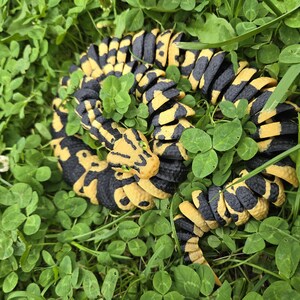 Pu&ograve; includere: Un serpente giocattolo segmentato nero e giallo, arrotolato nell'erba verde e nel trifoglio. La testa del serpente &egrave; dettagliata con occhi verdi. Il giocattolo &egrave; composto da pi&ugrave; segmenti, consentendo un movimento flessibile.