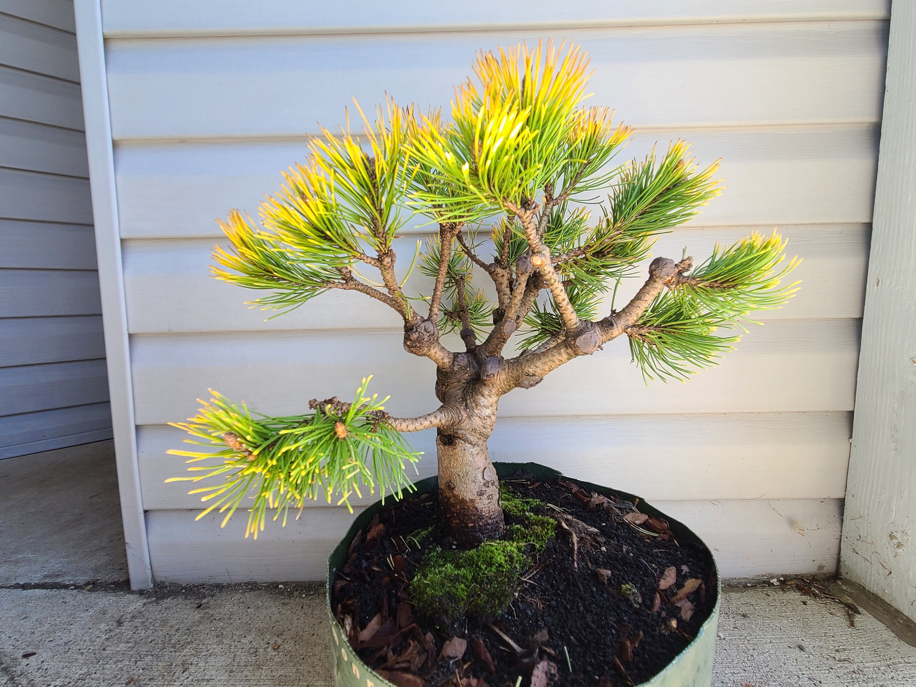 Carsten's Wintergold Mugo Pine Pinus Pre Bonsai - Etsy UK