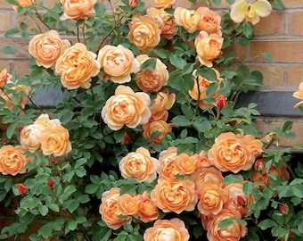 Beautiful Climbing Rose Seeds, 100pcs/pack