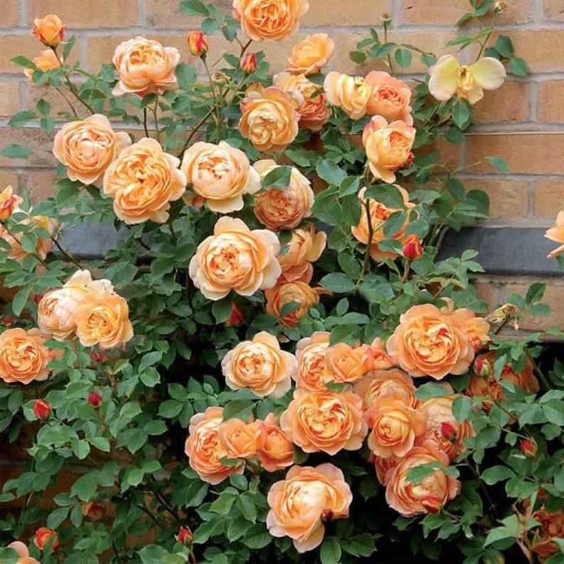 SuperZStore Climbing Rose Seeds - Thumbnail 3