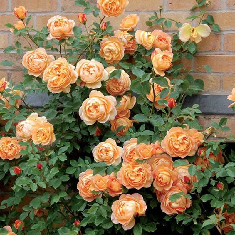 Beautiful Climbing Rose Seeds, 100pcs/pack - Etsy