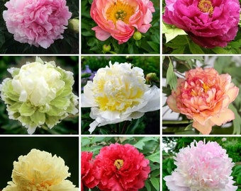 Multi-Color Rare Peony Seeds, 10pcs/pack