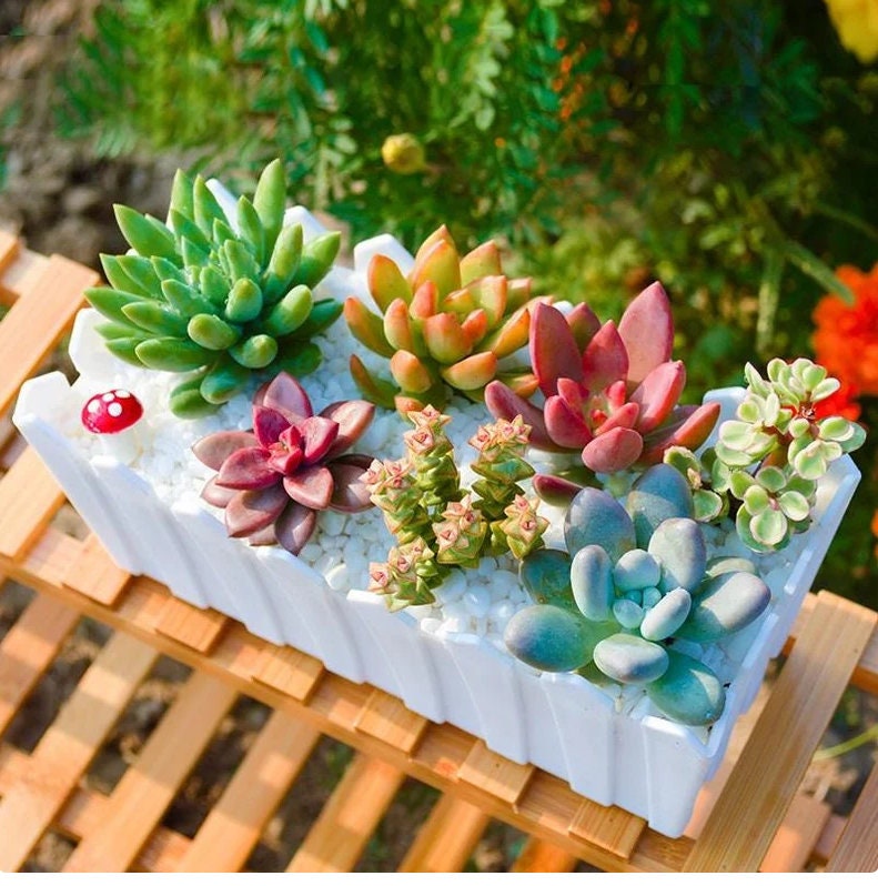 Mixed Succulent Seeds, 100seeds/pack - Etsy