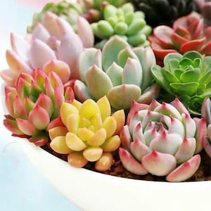 Mixed Succulent Seeds, 100seeds/pack