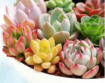 Mixed Succulent Seeds, 100seeds/pack
