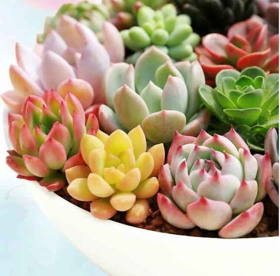 Mixed Succulent Seeds, 100seeds/pack - Etsy