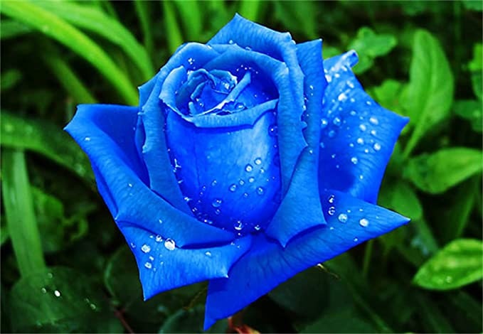 Daisy Garden Rare Blue Pink Roses Plant Seeds Balcony Garden Potted Rose  Flowers Yard Decor