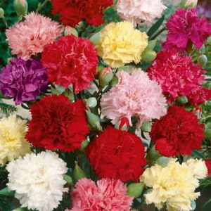 100 Chaubaud Mix French Carnation Flower Seeds