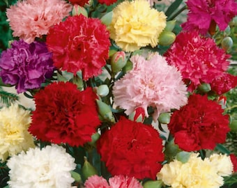 100 Chaubaud Mix French Carnation Flower Seeds