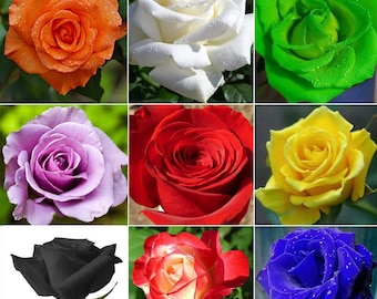 100+ Mixed Multicolored Rose Flower Seeds Perennial Flowers Rare Plants Garden Bonsai