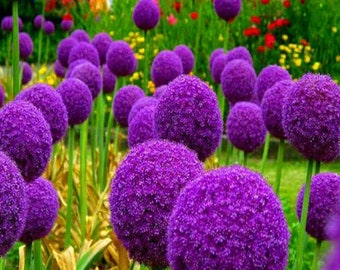 20 Giant Ball Onion Allium Christophii Huge Hardy Perennial Seeds