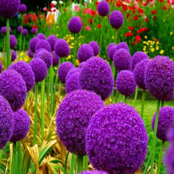 20 Giant Ball Onion Allium Christophii Huge Hardy Perennial Seeds