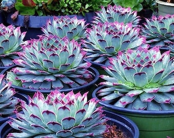 Rare Mixed Colorful Seeds, Graptopetalum Seeds, 100pcs/pack