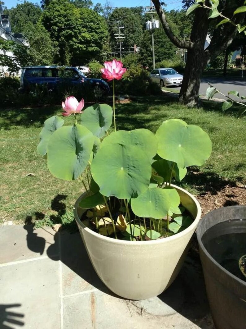 K&ouml;nnte beinhalten: Ein gro&szlig;er Terrakotta-Topf mit einer rosa-wei&szlig;en Lotuspflanze. Die Pflanze hat gro&szlig;e gr&uuml;ne Bl&auml;tter und w&auml;chst im Wasser. Der Topf steht auf einer Stein-Terrasse.