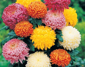 Chrysanthemum Seeds, Ground-Cover Plants, 100pcs/pack