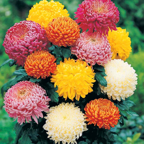 Chrysanthemum Seeds Etsy
