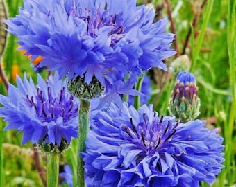 Cornflower, Tall Blue - Bachelor's Button - 50 Seeds