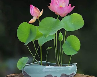 15Pcs/Pack Lotus Flower Seeds, Water Lily Seeds