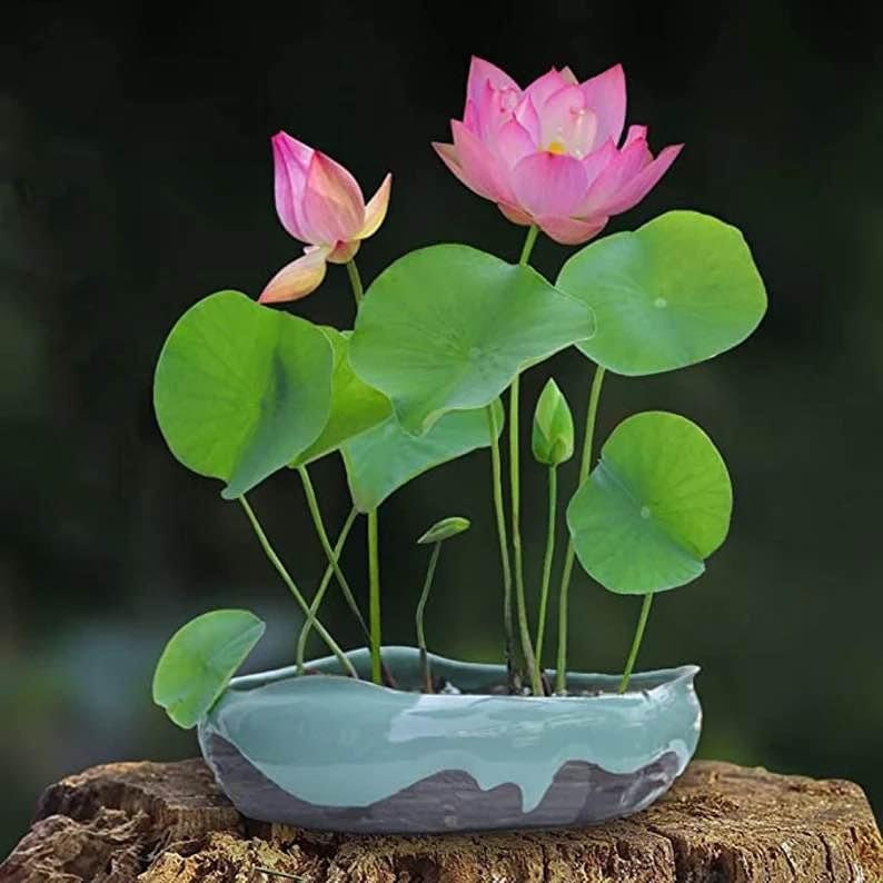 K&ouml;nnte beinhalten: Ein kleiner, hellblauer Keramiktopf mit wellenf&ouml;rmigem Design beherbergt eine Miniatur-Lotuspflanze mit rosa Bl&uuml;ten und gr&uuml;nen Bl&auml;ttern.