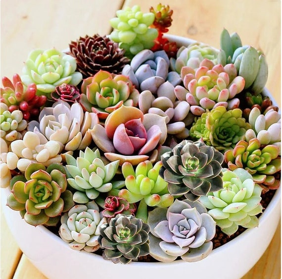 Mixed Succulent Seeds, 100seeds/pack - Etsy