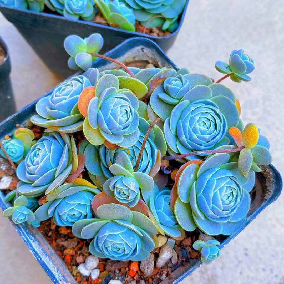 Lisianthus Seeds 100pcs Mixed Colorful Lithops Succulent Seeds  Living  Stones Plants For Garden Lithops Rare