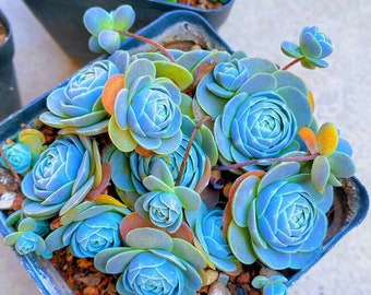 Blue Succulents Witchford Lithops Seeds, 100pcs/pack