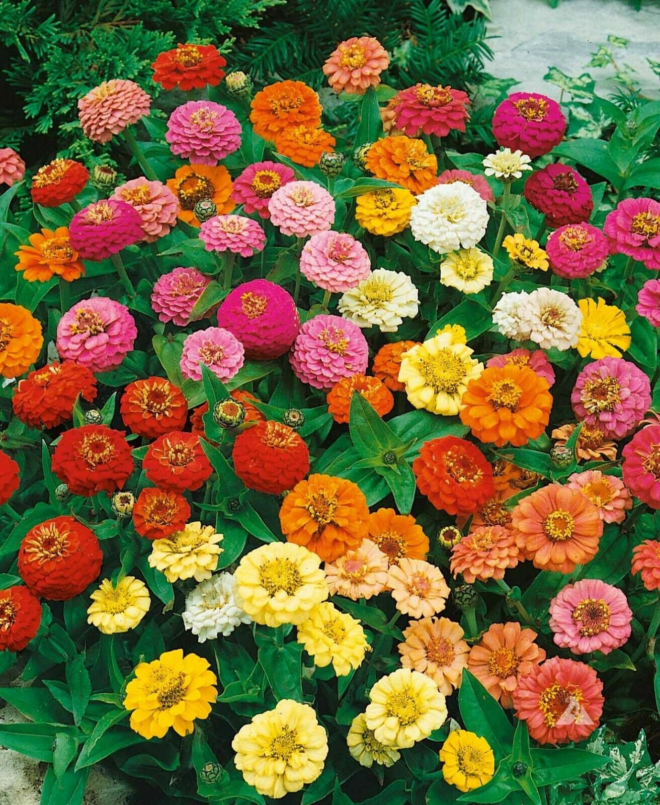 Zinnia STRAWBERRY PARFAIT Mix Flowers Pollinators Butterflies Non