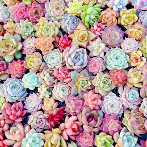 Pink Mixed Succulent Seeds, 100seeds/pack