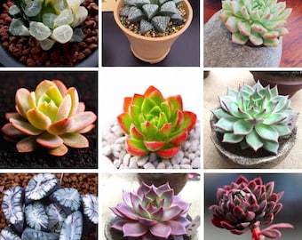 Rare Mixed Colorful Succulent Seeds, Graptopetalum Seeds, 100pcs/pack