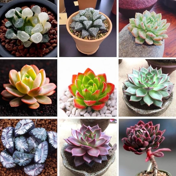 Rare Succulent Seeds Etsy