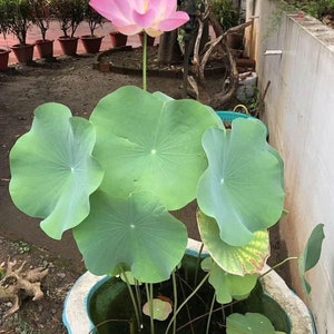 K&ouml;nnte beinhalten: Eine rosa Lotusblume mit gr&uuml;nen Bl&auml;ttern, die in einem wei&szlig;en Keramiktopf mit Wasser wachsen. Der Topf steht auf einer braunen Oberfl&auml;che.