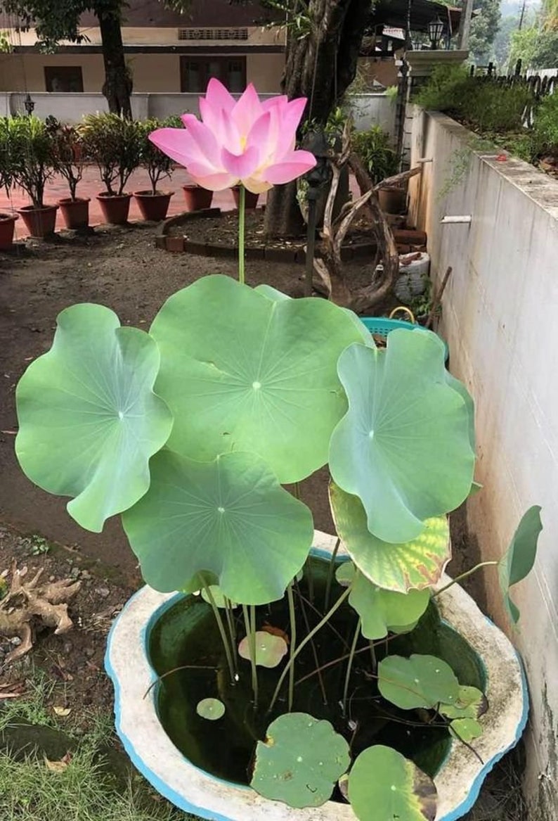 K&ouml;nnte beinhalten: Eine rosa Lotusblume mit gr&uuml;nen Bl&auml;ttern, die in einem wei&szlig;en Keramiktopf mit Wasser wachsen. Der Topf steht auf einer braunen Oberfl&auml;che.