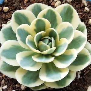 May include: A close-up of a succulent plant with thick, rounded leaves. The leaves are a mix of green, cream, and yellow, arranged in a rosette pattern. The plant is set against a backdrop of soil and small pebbles, showcasing its natural environment.