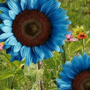 100pcs Blue Sunflower Seeds Plants Garden Plants bonsai rare flower colorful organic