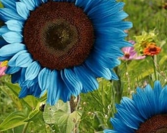 100pcs Blue Sunflower Seeds Plants Garden Plants bonsai rare flower colorful organic