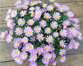 200 Seeds Chrysanthemum Red Pink Mix Flower Seeds | Fall Perennial Mums